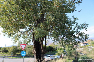 Quercia Fago